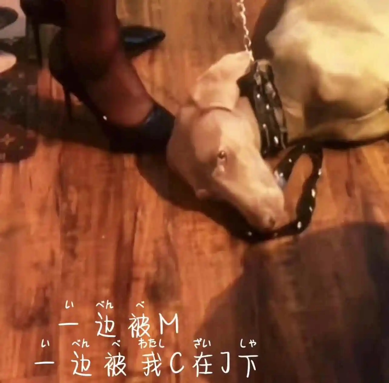 西檬之家sp小圈是什么? 一